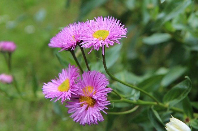 Download gratuito di Flowering Annual Nature: foto o immagine gratuita da modificare con l'editor di immagini online GIMP