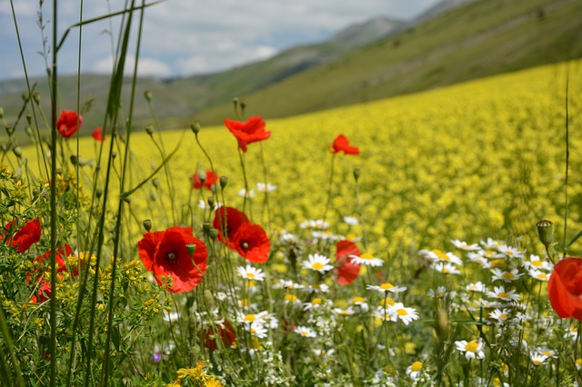 Free download flowering castelluccio di norcia free picture to be edited with GIMP free online image editor