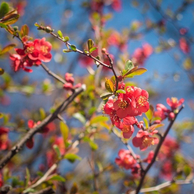 Free download Flowering Flowers Spring -  free photo or picture to be edited with GIMP online image editor