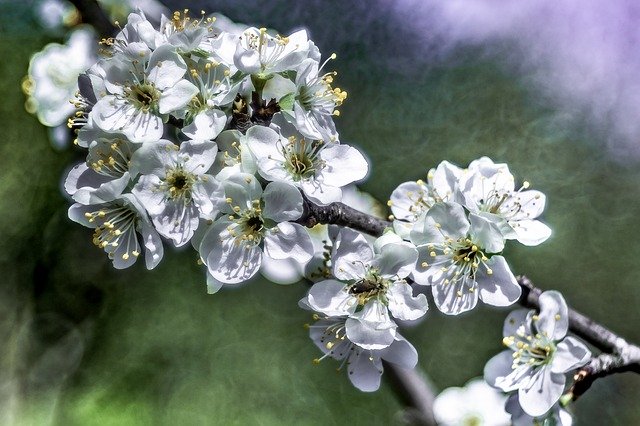 Download gratuito Fiori bianchi dell'albero da frutto in fiore - foto o immagine gratuita da modificare con l'editor di immagini online di GIMP