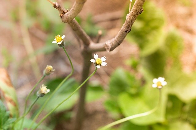 Скачать бесплатно Цветущие Травы, Растения, Цветы - бесплатное фото или изображение для редактирования с помощью онлайн-редактора GIMP
