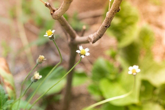 Free download Flowering Grass Plant Flowers -  free photo or picture to be edited with GIMP online image editor