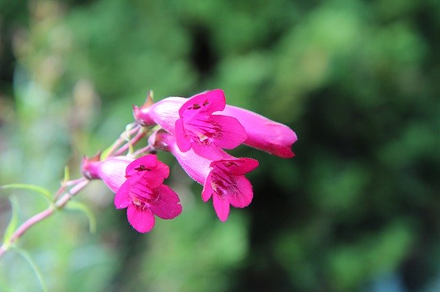 Gratis download Bloeiende roze bloemen Vaste plant - gratis foto of afbeelding om te bewerken met GIMP online afbeeldingseditor