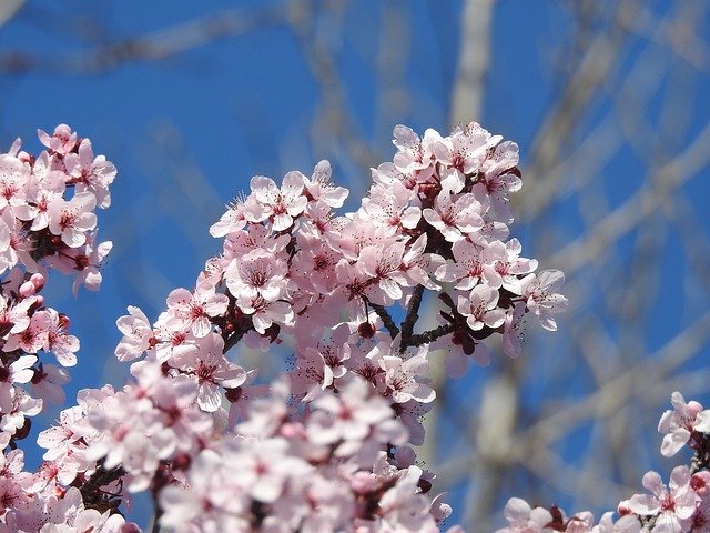 Descarga gratuita Flowering Plum Tree Spring Nature - foto o imagen gratuita para editar con el editor de imágenes en línea GIMP