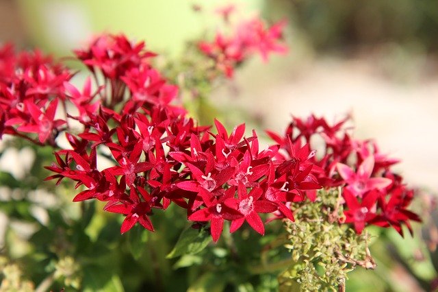 Download gratuito Arbusto di fiori rossi in fiore - foto o immagine gratuita da modificare con l'editor di immagini online di GIMP