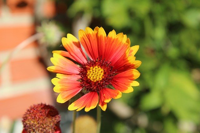 Descarga gratuita Floración de flores de verano Zinnia - foto o imagen gratuita para editar con el editor de imágenes en línea GIMP