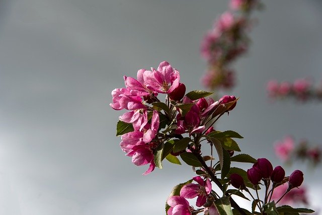 Free download Flowering Tree Pink -  free photo or picture to be edited with GIMP online image editor