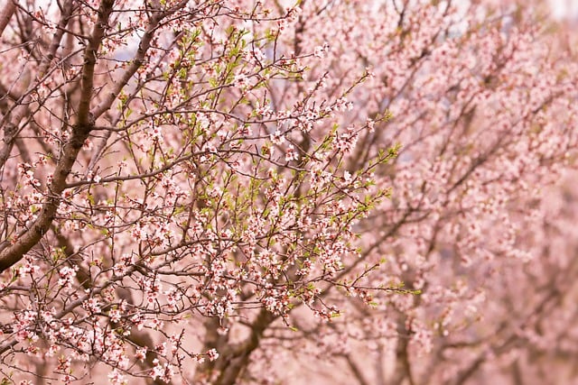 Free download flowering trees almonds spring free picture to be edited with GIMP free online image editor