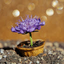 Flowering tree without leaves  screen for extension Chrome web store in OffiDocs Chromium