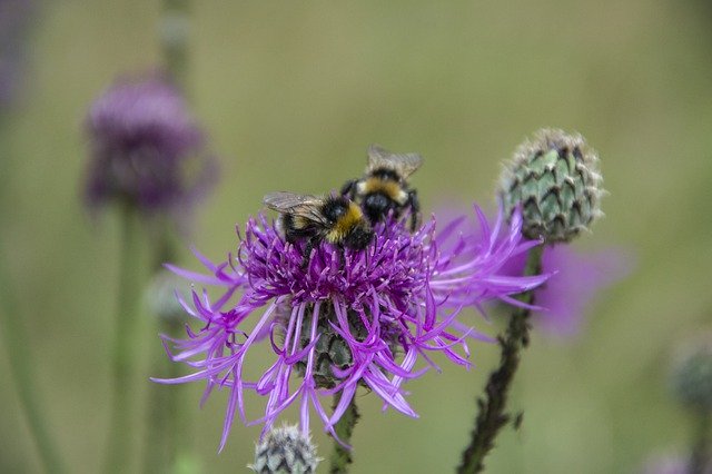 Muat turun percuma Flower Insect Bee - foto atau gambar percuma untuk diedit dengan editor imej dalam talian GIMP