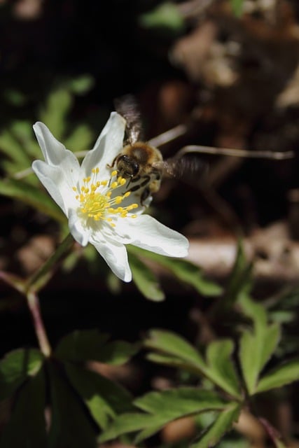 Free download flower insect bee botany bloom free picture to be edited with GIMP free online image editor