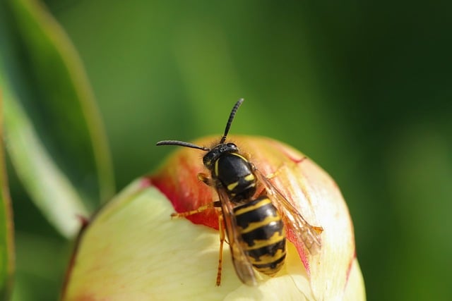 Free download flower insect bee butterfly free picture to be edited with GIMP free online image editor