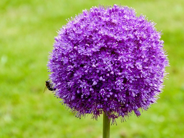 Muat turun percuma Flower Insect Blossom - foto atau gambar percuma untuk diedit dengan editor imej dalam talian GIMP