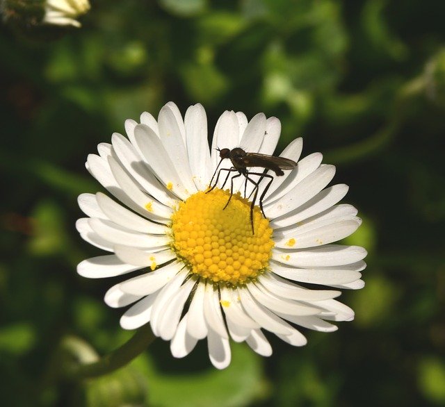 Unduh gratis Flower Insect Margaret - foto atau gambar gratis untuk diedit dengan editor gambar online GIMP