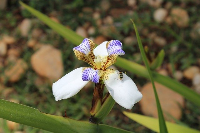 Безкоштовно завантажте безкоштовний фотошаблон Flower Insect Nature для редагування в онлайн-редакторі зображень GIMP