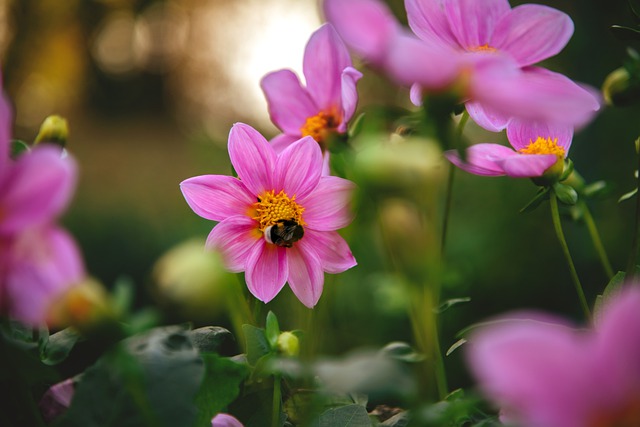 Free download flower insect pink honey purple free picture to be edited with GIMP free online image editor