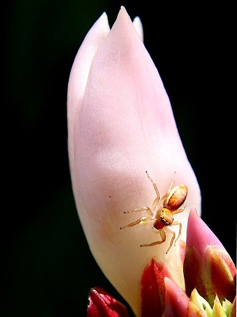 무료 다운로드 꽃 곤충 아름다운 꽃 - 무료 사진 또는 김프 온라인 이미지 편집기로 편집할 수 있는 사진
