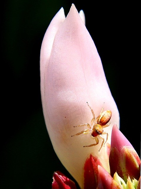 ดาวน์โหลดฟรี Flower Insects Beautiful Flowers - รูปถ่ายหรือรูปภาพฟรีที่จะแก้ไขด้วยโปรแกรมแก้ไขรูปภาพออนไลน์ GIMP