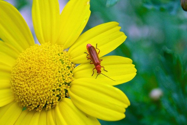 꽃 곤충 여름 무료 다운로드 - 무료 사진 또는 김프 온라인 이미지 편집기로 편집할 사진