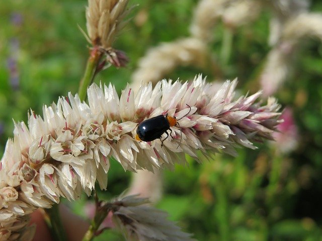 Download grátis Flower Insect White - foto ou imagem grátis para ser editada com o editor de imagens online GIMP