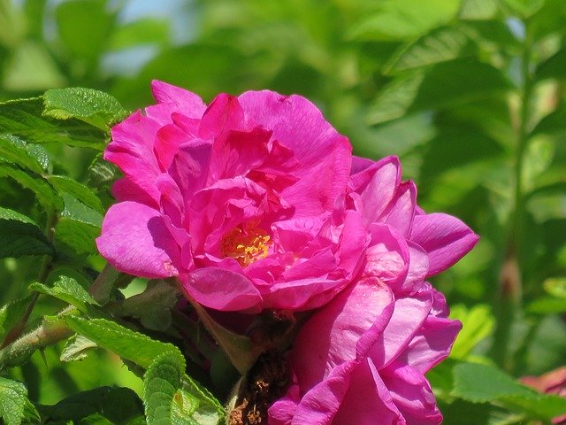 Tải xuống miễn phí Flower In The Summer Of Pink - ảnh hoặc ảnh miễn phí được chỉnh sửa bằng trình chỉnh sửa ảnh trực tuyến GIMP