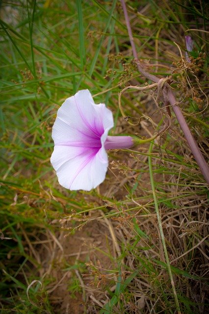 Free picture Flower Ipomoea Violacea Europe -  to be edited by GIMP free image editor by OffiDocs