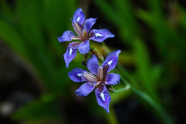 Free download flower iris botany bloom blossom free picture to be edited with GIMP free online image editor