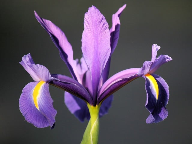 Бесплатно загрузите цветок ирис флора фиалка весна бесплатное изображение для редактирования в GIMP бесплатный онлайн-редактор изображений