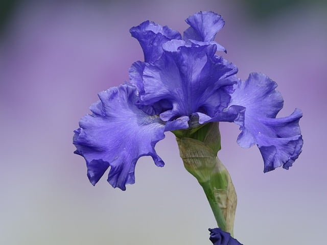 Free download flower iris nature blue blossom free picture to be edited with GIMP free online image editor