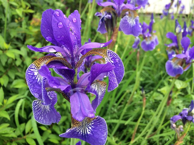 Free download flower iris nature spring floral free picture to be edited with GIMP free online image editor