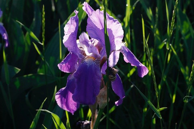 Free picture Flower Iris Purple -  to be edited by GIMP free image editor by OffiDocs