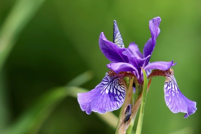Free download flower iris sword lily petals free picture to be edited with GIMP free online image editor