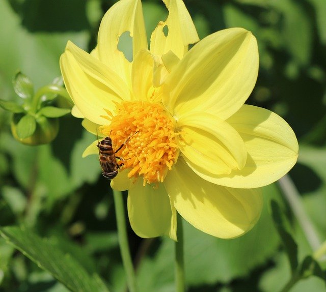 Kostenloser Download Blume i Staubblätter Blütenblätter kostenloses Bild, das mit dem kostenlosen Online-Bildeditor GIMP bearbeitet werden kann