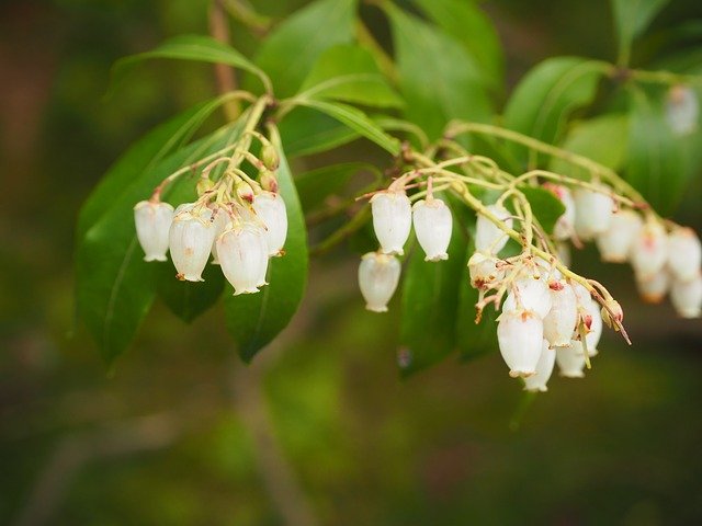 Free download flower japan n bloom nature free picture to be edited with GIMP free online image editor