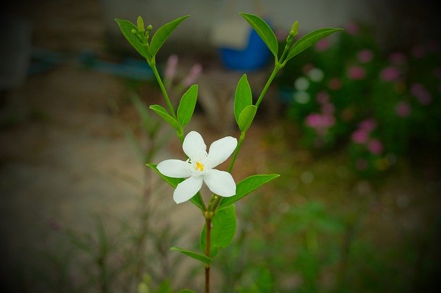 Free picture Flower Jasmine -  to be edited by GIMP free image editor by OffiDocs