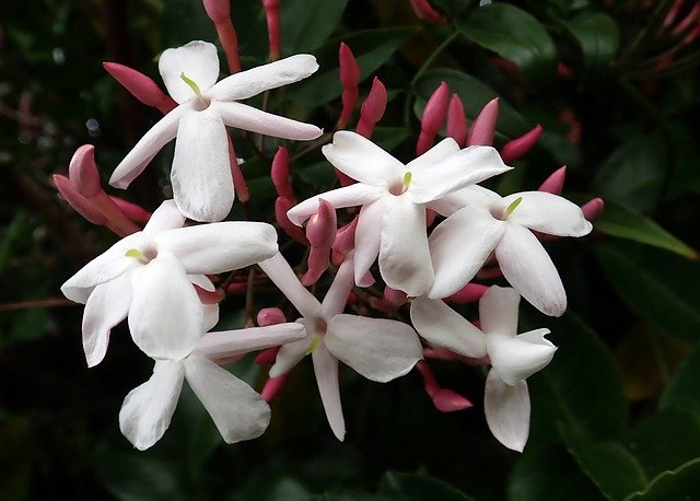 Free download Flower Jasmine Perfume -  free photo or picture to be edited with GIMP online image editor
