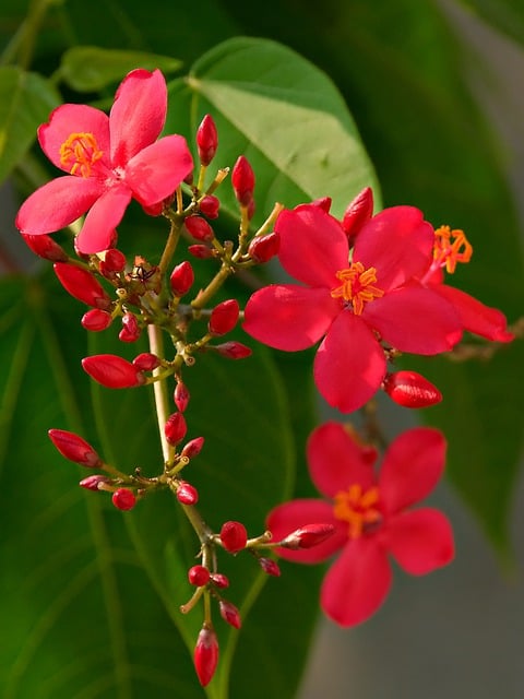 Free download flower jatropha flora nature free picture to be edited with GIMP free online image editor