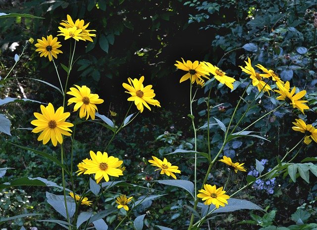 Muat turun percuma Flower Jerusalem Artichoke Yellow - foto atau gambar percuma untuk diedit dengan editor imej dalam talian GIMP