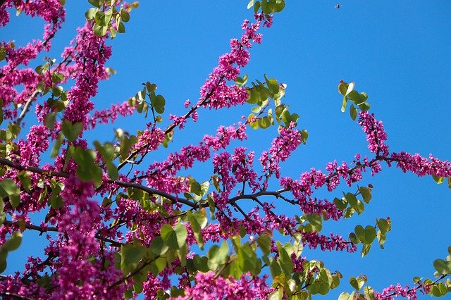 Free download Flower Judas Tree Nature -  free photo or picture to be edited with GIMP online image editor