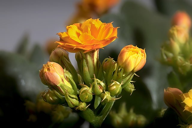Bezpłatne pobieranie darmowego zdjęcia kwiatu kalanchoe, flory natury i edycji za pomocą bezpłatnego edytora obrazów online GIMP