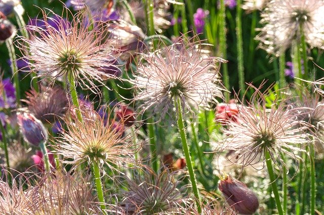 Téléchargement gratuit Flower Keto Evening - photo ou image gratuite à éditer avec l'éditeur d'images en ligne GIMP