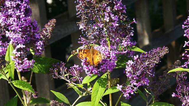 Flower Kid Stories Butterfly download gratuito - foto ou imagem grátis para ser editada com o editor de imagens online GIMP