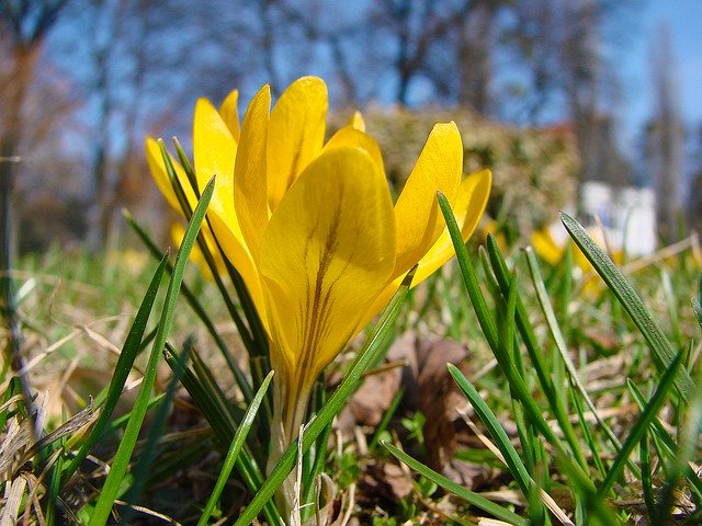 Téléchargement gratuit de Flower Krokus Spring - photo ou image gratuite à éditer avec l'éditeur d'images en ligne GIMP