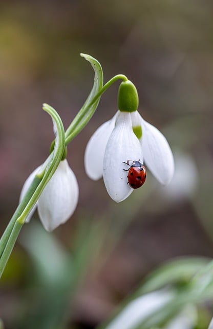 Free download flower ladybug insect snowdrops free picture to be edited with GIMP free online image editor