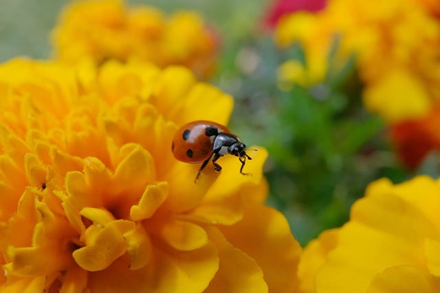 Free download flower ladybug yellow flower free picture to be edited with GIMP free online image editor