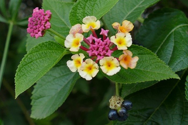 Unduh gratis Flower Lantana Plant - foto atau gambar gratis untuk diedit dengan editor gambar online GIMP