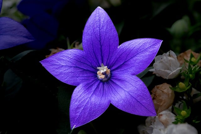 Free download flower large flowered balloon flower free picture to be edited with GIMP free online image editor