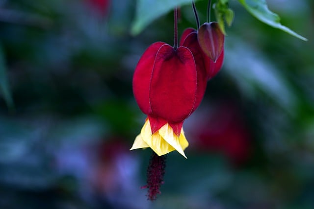 Free download flower lattern flora nature free picture to be edited with GIMP free online image editor