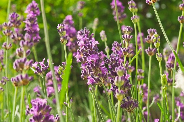 Free download Flower Lavender Nature -  free photo or picture to be edited with GIMP online image editor
