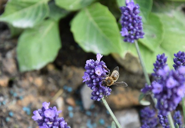 Descarga gratuita Flower Lavender Spring: foto o imagen gratuita para editar con el editor de imágenes en línea GIMP